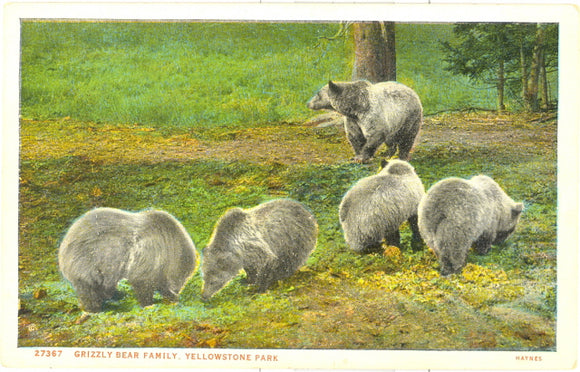 Grizzly Bear Family, Yellowstone National Park - Carey's Emporium