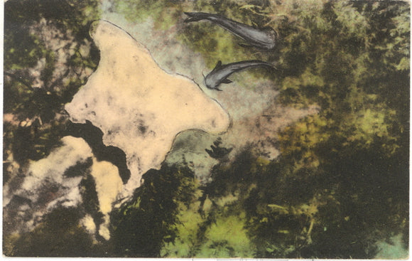 The Skull of the Great Mastodon, Estimated Age A Million Years, Wakulla Springs, FL - Carey's Emporium