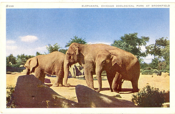 Elephants, Chicago Zoological Park at Brookfield, IL - Carey's Emporium