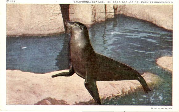 California Sea Lion, Chicago Zoological Park at Brookfield, IL - Carey's Emporium