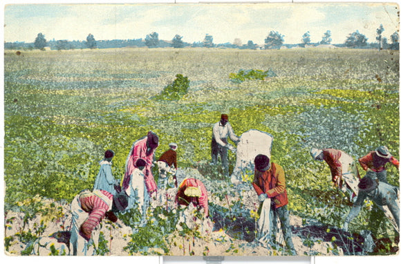 Picking Cotton - Carey's Emporium