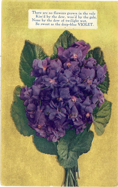 Violet - Carey's Emporium