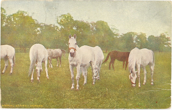 Horses - Carey's Emporium