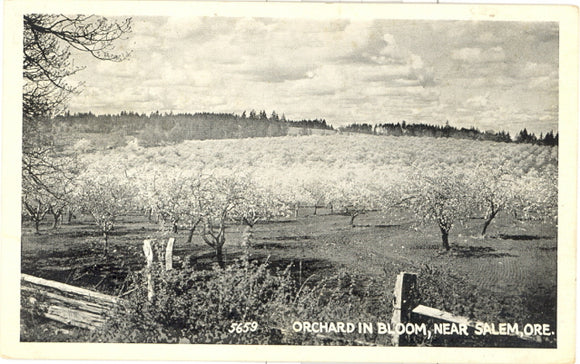 Orchard in Bloom Near Salem, OR - Carey's Emporium