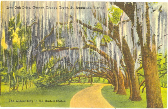 Oak Drive, Garnett Orange Groves, St. Augustine, FL - Carey's Emporium