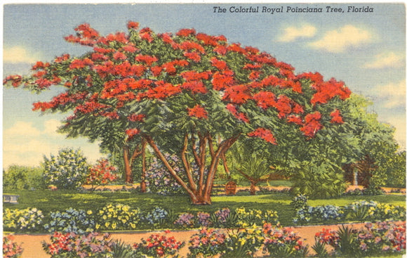 The Colorful Royal Poinciana Tree, Florida - Carey's Emporium