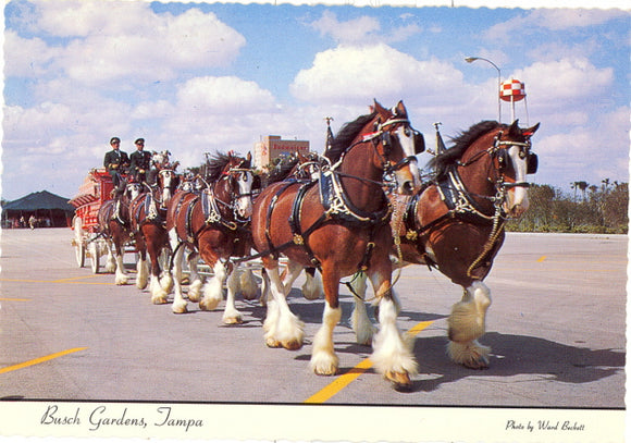 Busch Gardens, Tampa, FL - Carey's Emporium