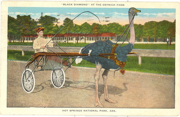 Black Diamond at the Ostrich Farm, Hot Springs National Park - Carey's Emporium