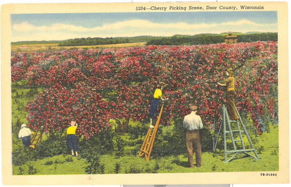 Cherry Picking Scene, Door County, WI - Carey's Emporium