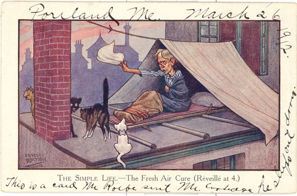 Cats On The Roof - Carey's Emporium