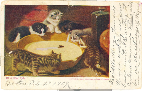 Cats Drinking Milk - Carey's Emporium