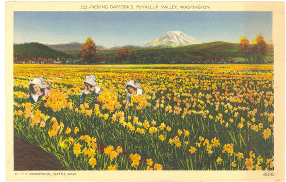 Picking Daffodils, Puyallup Valley, WA - Carey's Emporium