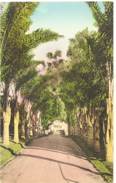 Palm Drive, Santa Barbara, CA - Carey's Emporium