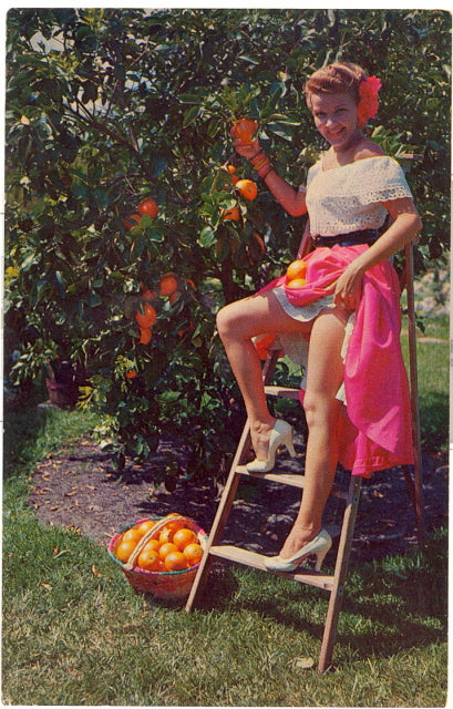 Florida Oranges - Carey's Emporium