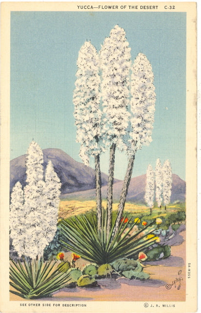 Yucca, Flower of the Desert - Carey's Emporium