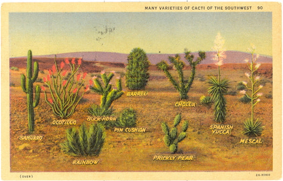 Many Varieties of Cacti of the Southwest - Carey's Emporium