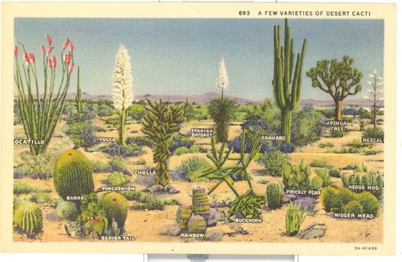 A Few Varieties of Desert Cacti - Carey's Emporium