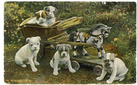 Dogs and Puppies in Possession - Carey's Emporium