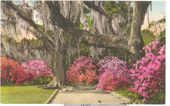 Magnolia Gardens, Charleston, SC - Carey's Emporium