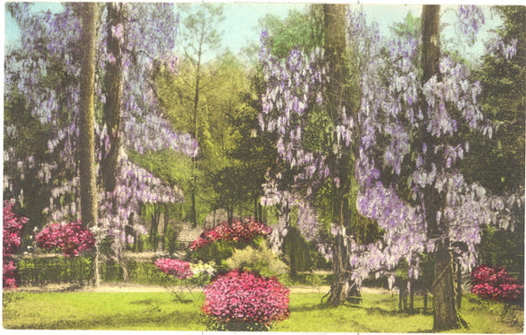 Wisteria, Summerville, SC - Carey's Emporium