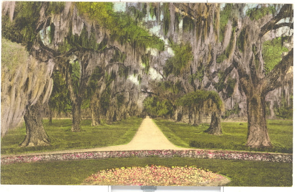 Avenue of Oaks near Charleston, SC - Carey's Emporium