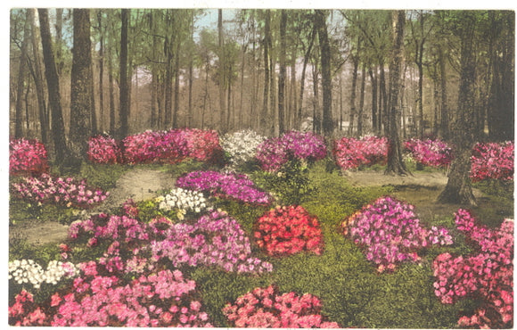 Azalea Garden, Summerville, SC - Carey's Emporium