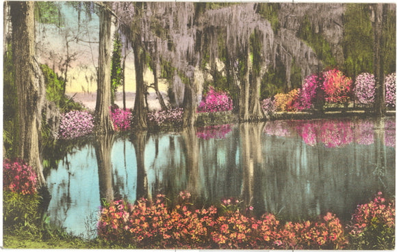 Magnolia Gardens, Charleston, SC - Carey's Emporium