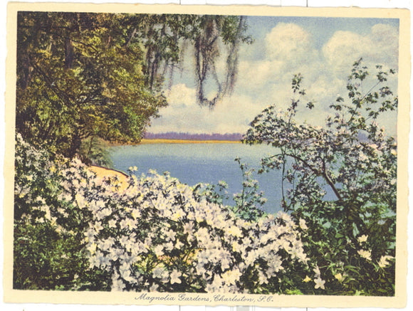 Dead Giant, Tuolumne Grove, Yosemite National Park - Carey's Emporium