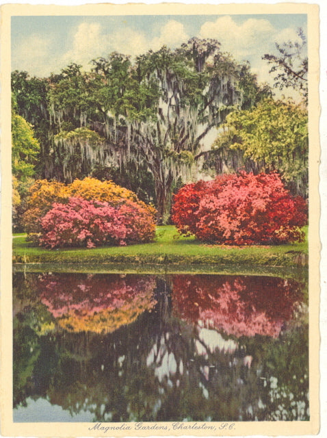 Magnolia Gardens, Charleston, SC - Carey's Emporium