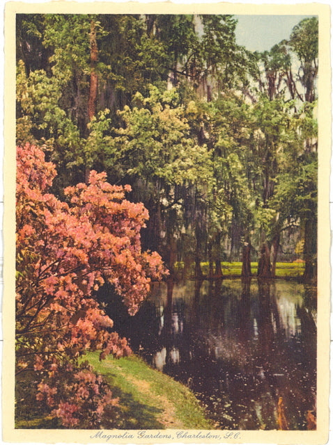 Magnolia Gardens, Charleston, SC - Carey's Emporium