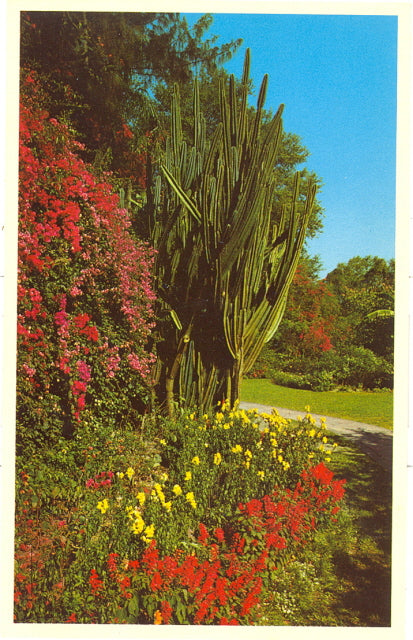 Sunken Gardens, St. Petersburg, FL - Carey's Emporium