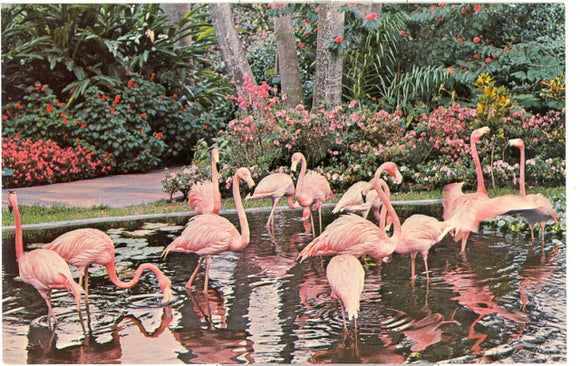 Sunken Gardens, St. Petersburg, FL - Carey's Emporium