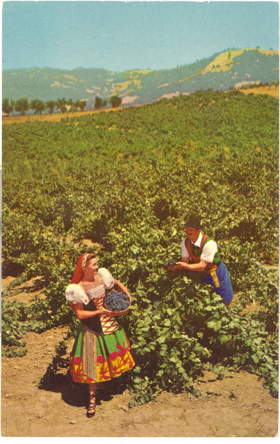 Italian Swiss Colony Vineyard Scene at Asti, Sonoma County, CA - Carey's Emporium