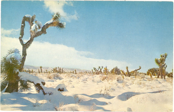 Winter on the Desert, Barstow, CA - Carey's Emporium