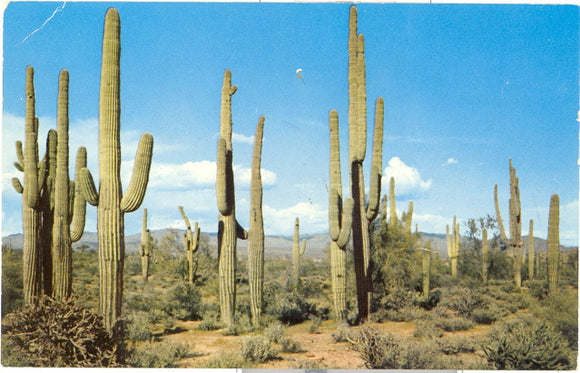 Giant Saguaro Cactus - Carey's Emporium