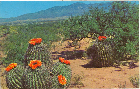 Barrel Cactus on the Desert - Carey's Emporium