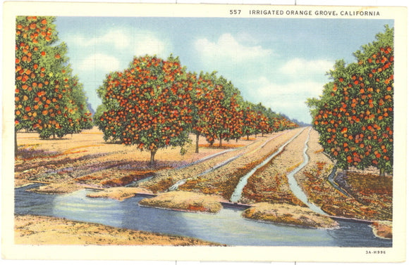 Irrigated Orange Grove, California - Carey's Emporium