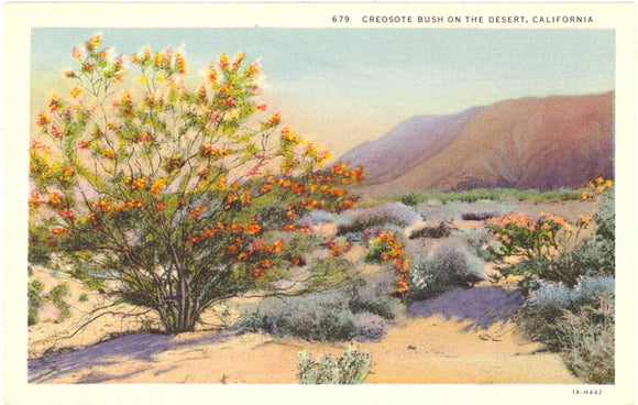 Creosote Bush on the Desert, CA - Carey's Emporium