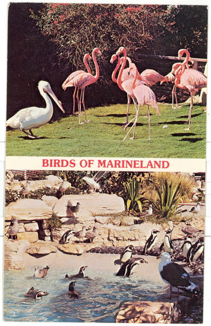Birds of Marineland, Rancho Palos Verdes, CA - Carey's Emporium