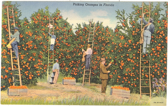 Picking Oranges in Florida - Carey's Emporium