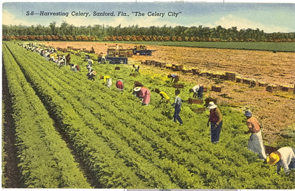 Harvesting Celery, Sanford, FL - Carey's Emporium
