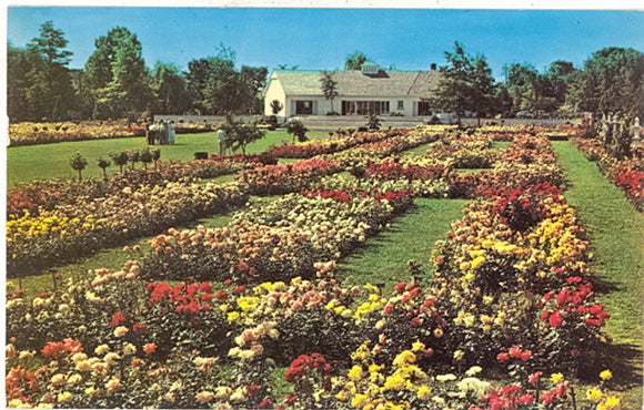 Jackson and Perkins Rose Garden, Newark, NY - Carey's Emporium