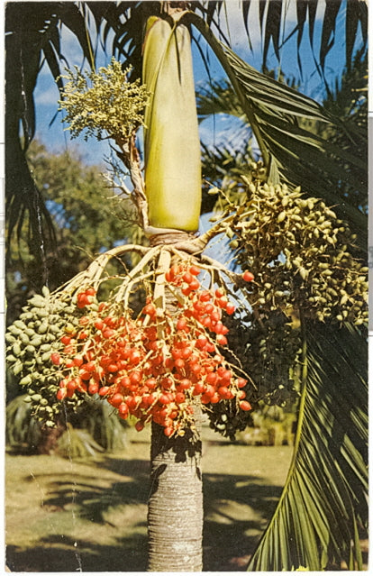 Fairchild Tropical Gardens, Coral Gables, FL - Carey's Emporium