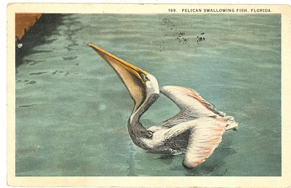 Pelican Swallowing Fish, Florida - Carey's Emporium