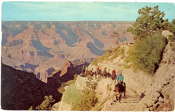 BY Mule Train into the Grand Canyon, Grand Canyon National Park - Carey's Emporium