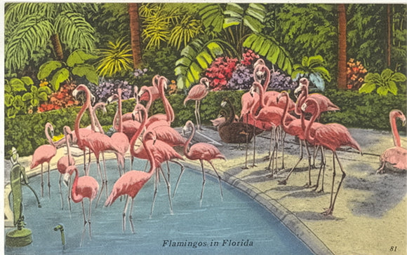 Flamingoes, Tropical Hobbyland, Miami, FL - Carey's Emporium
