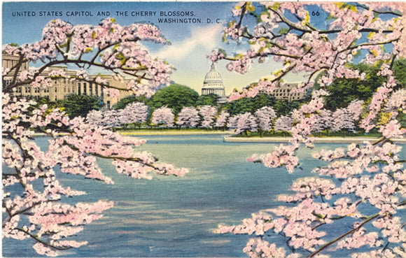 United States Capitol and the Cherry Blossoms, Washington, DC - Carey's Emporium