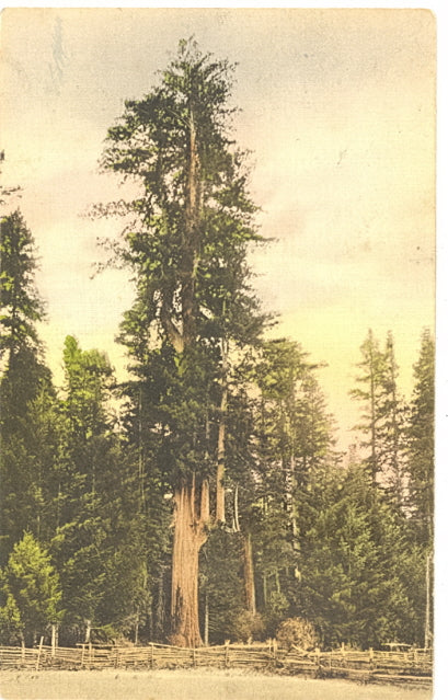 Major Hendricks Tree, Coolidge Grove on the Redwood Highway in California - Carey's Emporium