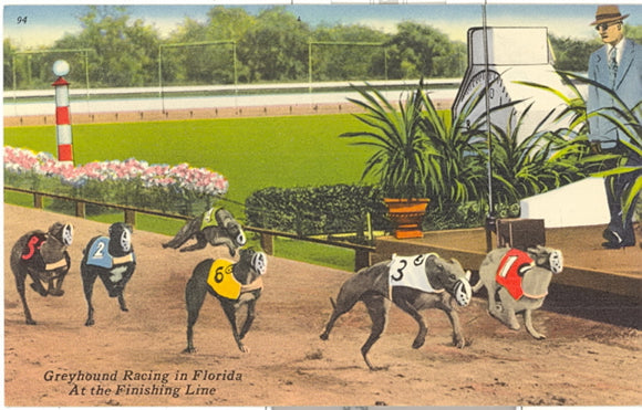 Greyhound Racing in Florida - Carey's Emporium