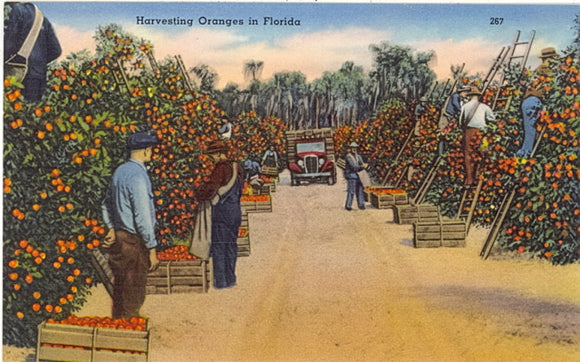 Harvesting Oranges in Florida - Carey's Emporium
